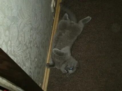 Кот 3 кг