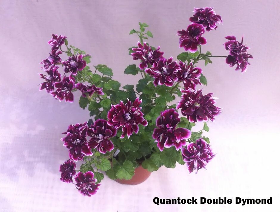 пеларгония quantock. пеларгония ангел quantock perfection. пеларгония quantock. пеларгония ангел бордовая. Quantock double diamond пеларгония.