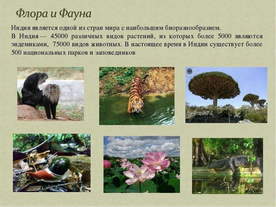 Флора и фауна россии презентация фото HobbiArt.ru