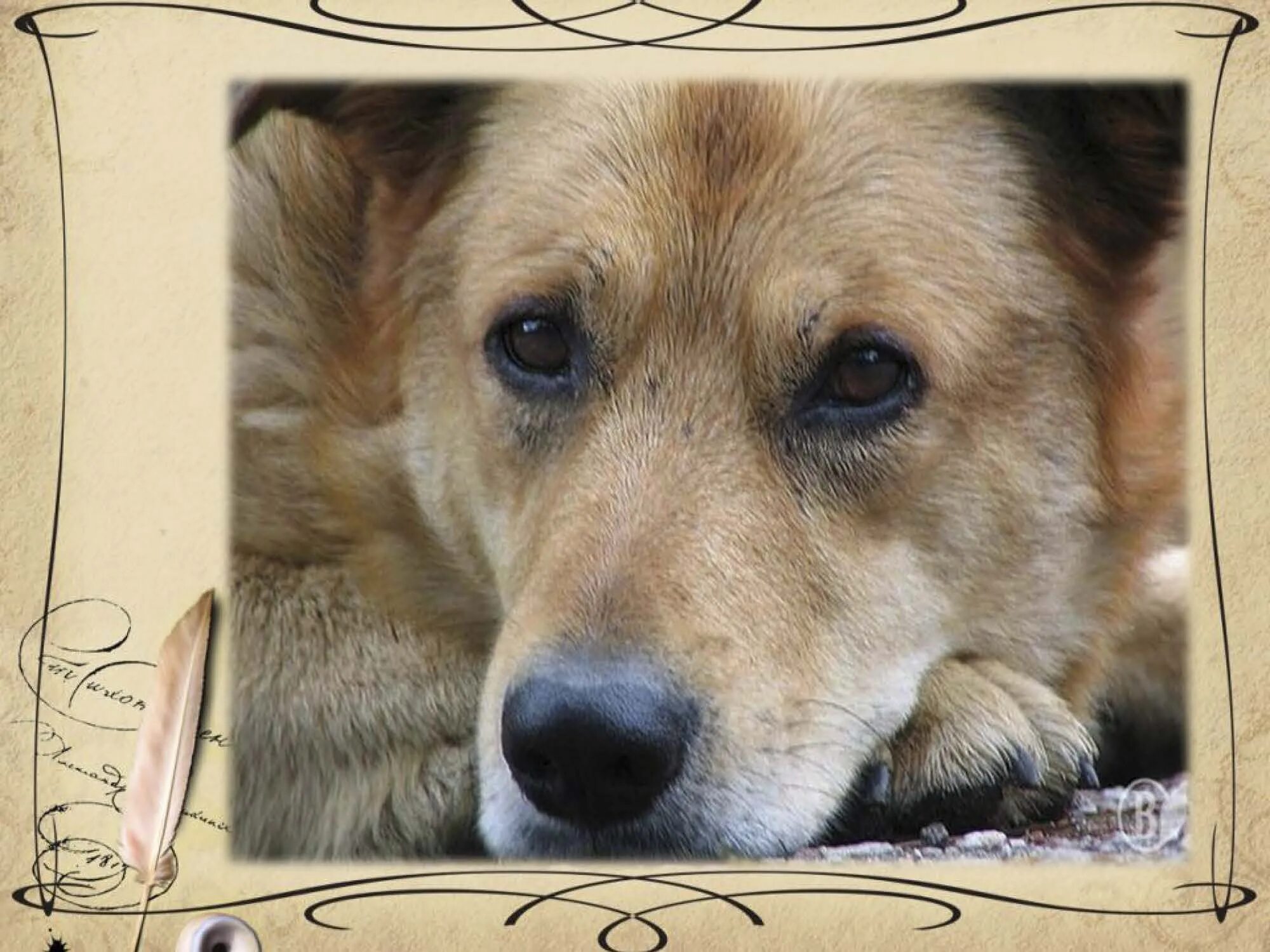 асадов баллада о рыжей дворняге. э асадов стихи о рыжей. асадов про собаку рыжую. рыжая собака стих эдуарда асадова. э асадов стихи о рыжей.