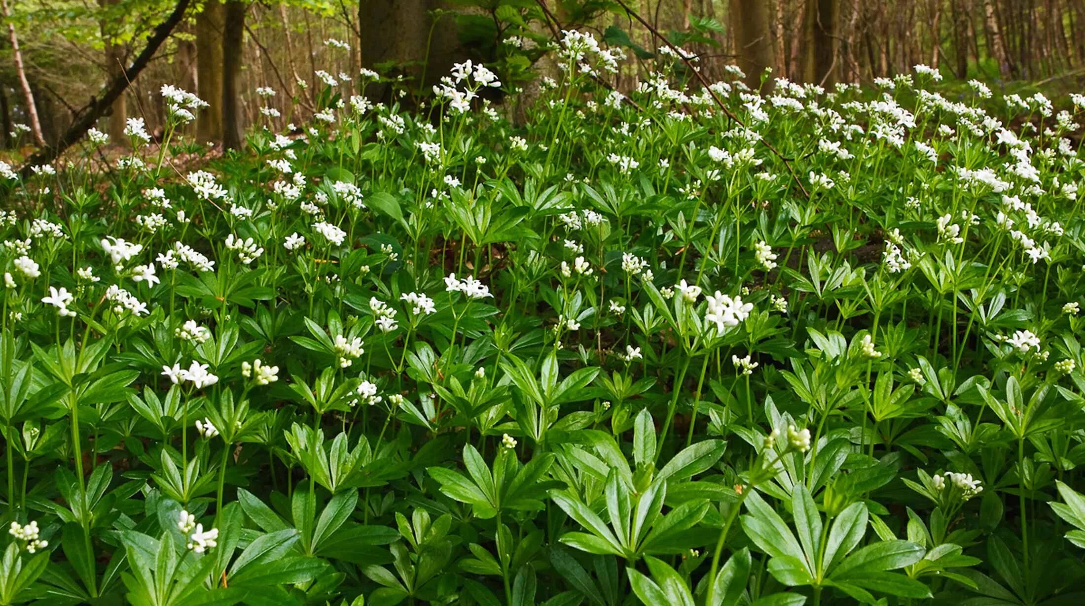 Ясменник пахучий. Подмаренник ясменник. подмаренник душистый (galium odoratum). ясменник растение.