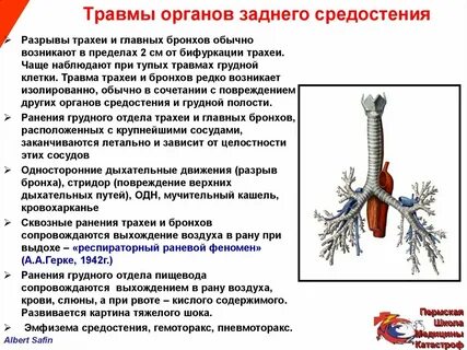 Трахея какая система органов