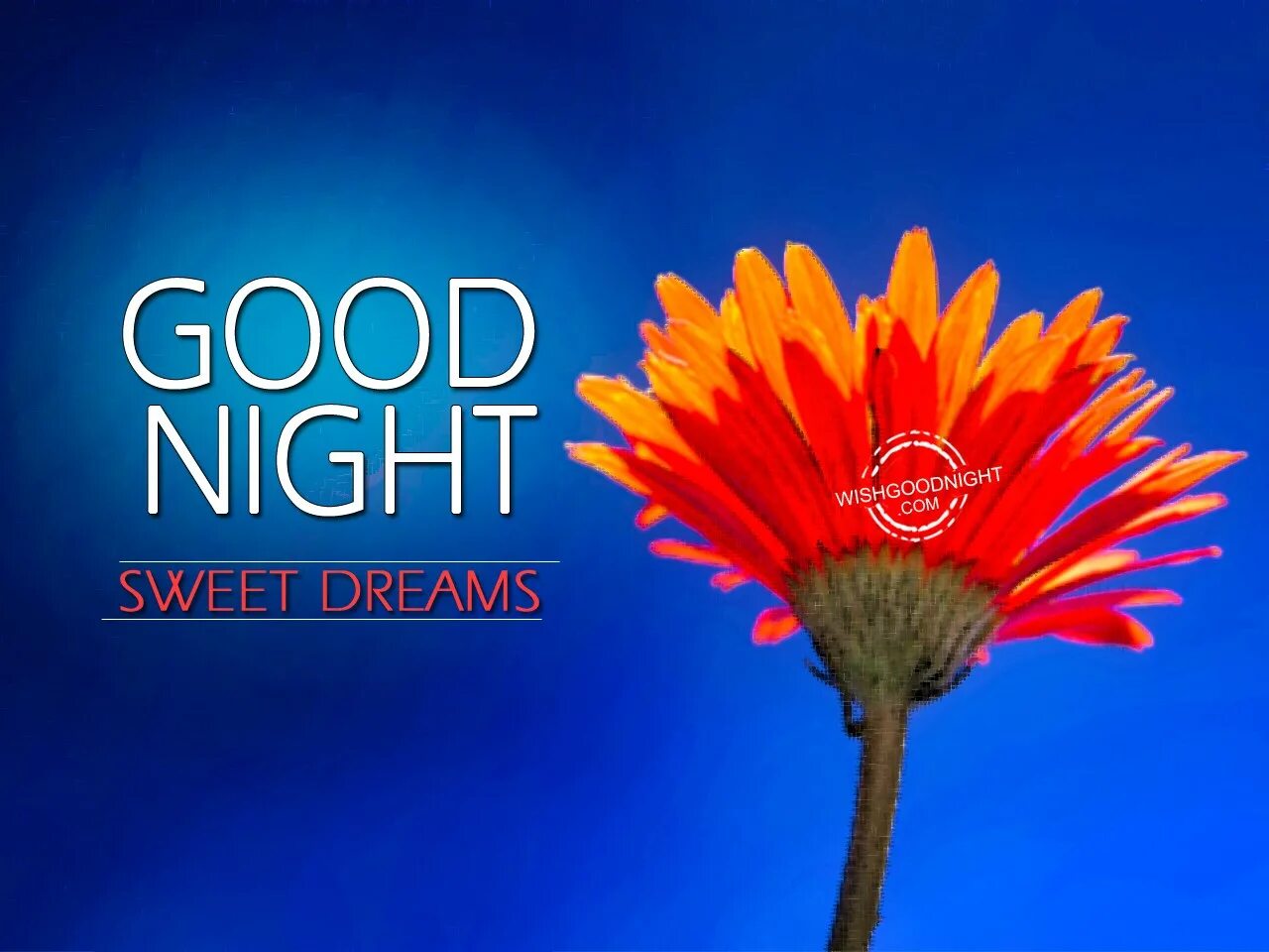 Good night sweet