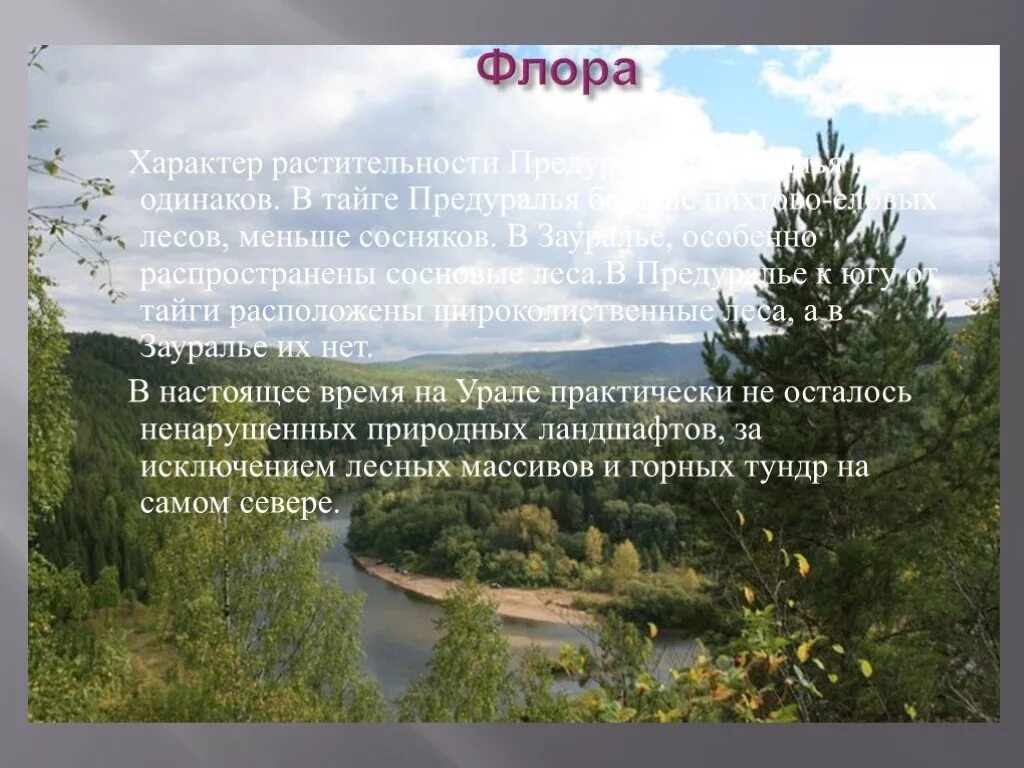 Почему так заметно отличается предуралье от зауралья. Предуралье урал зауралье таблица. растительность предуралья и зауралья. особенности природы зауралья. презентация на тему урал.