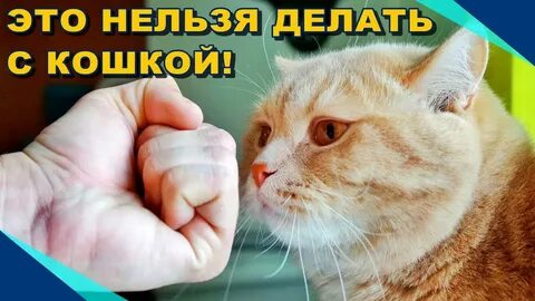 Я бью кошек