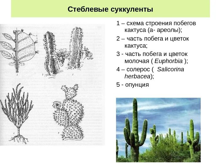 Кактус форма стебля. Строение кактуса опунция. внутренне строение кактуса. особенности строения побега кактуса. строение побега кактуса схема.