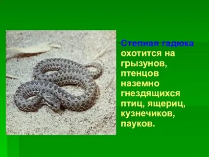 Гадюка красная книга