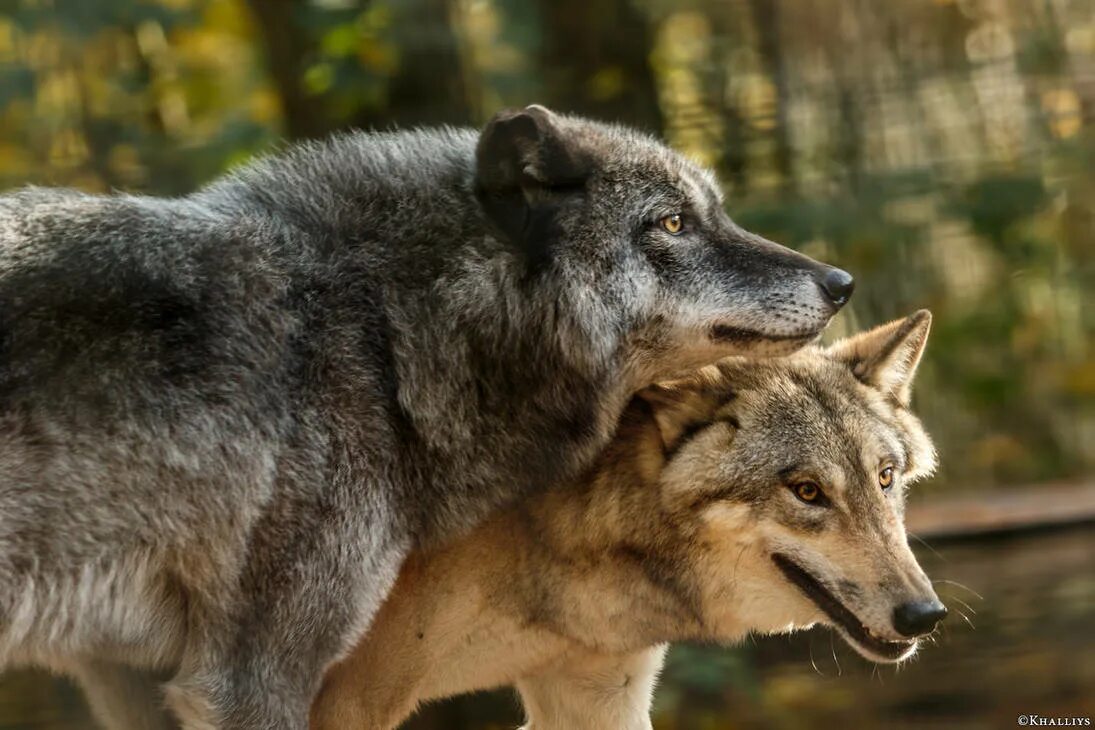 Сонник нападающий волк. К чему снятся волки. К чему снится волк нападает.