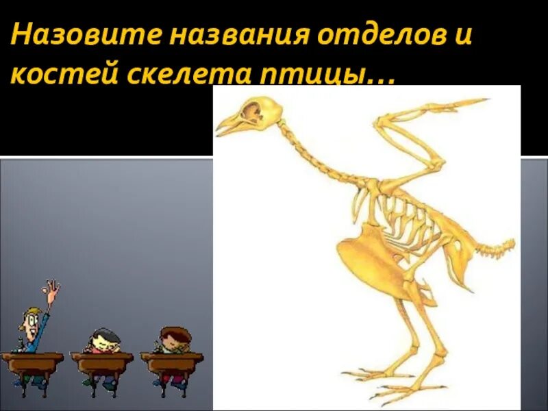 Приспособление скелета птиц к полету. Скелет птиц приспособлен к полету. Приспособленность скелета птиц к полету. Приспособления птиц к полету. Летающий скелет