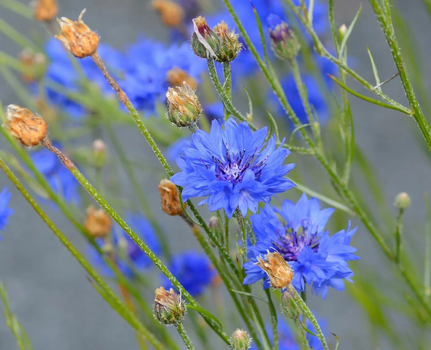 Василек Волошка. 6. Centaurea cyanus- Василёк синий. Василек Карпатский. Василек Сложноцветные растения.