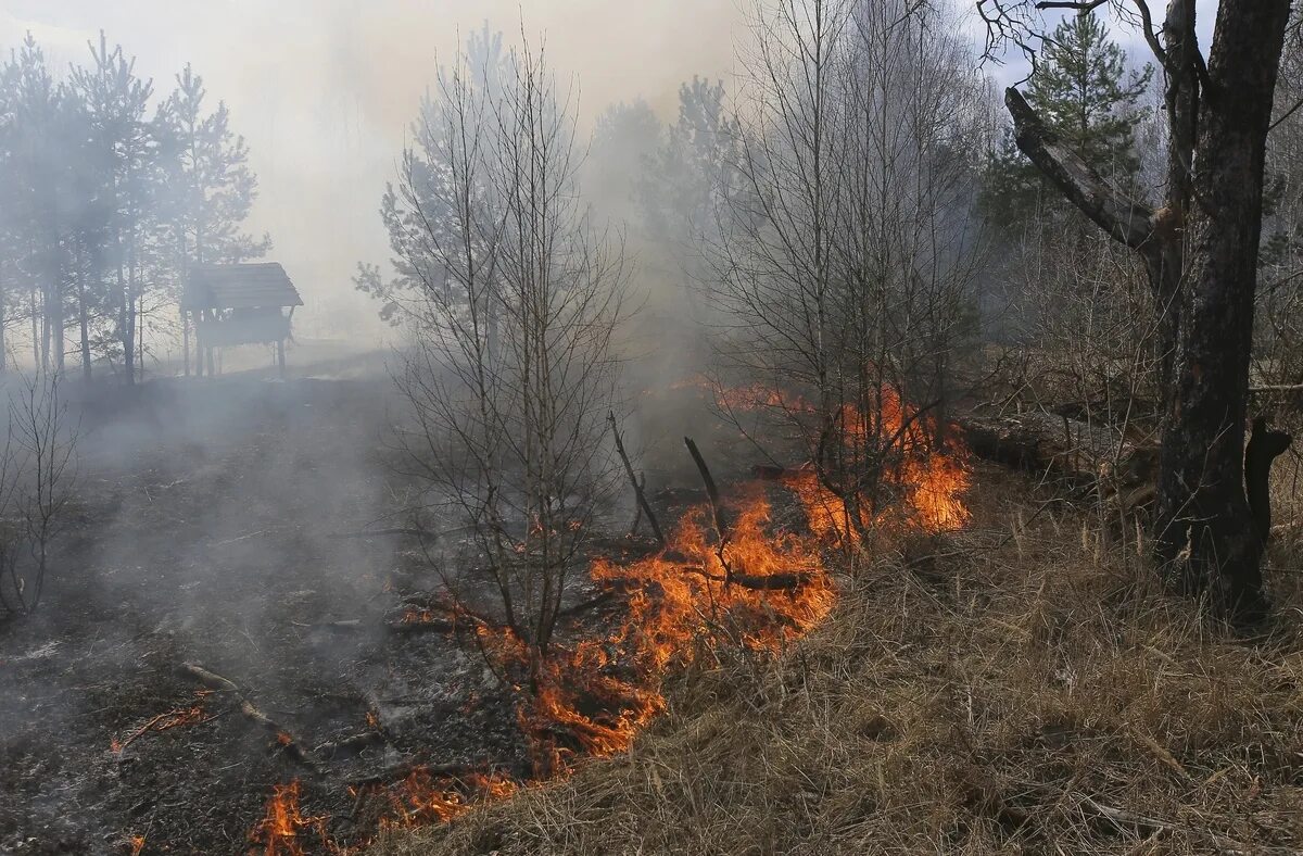 Рыжий лес Чернобыль 2020. Чернобыль горит рыжий лес. Пожар в ЧЗО 2020. Рыжий лес Чернобыль сгорел.