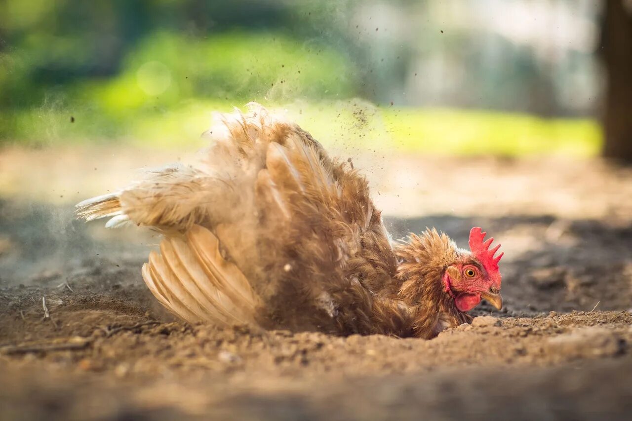 Chicken dust