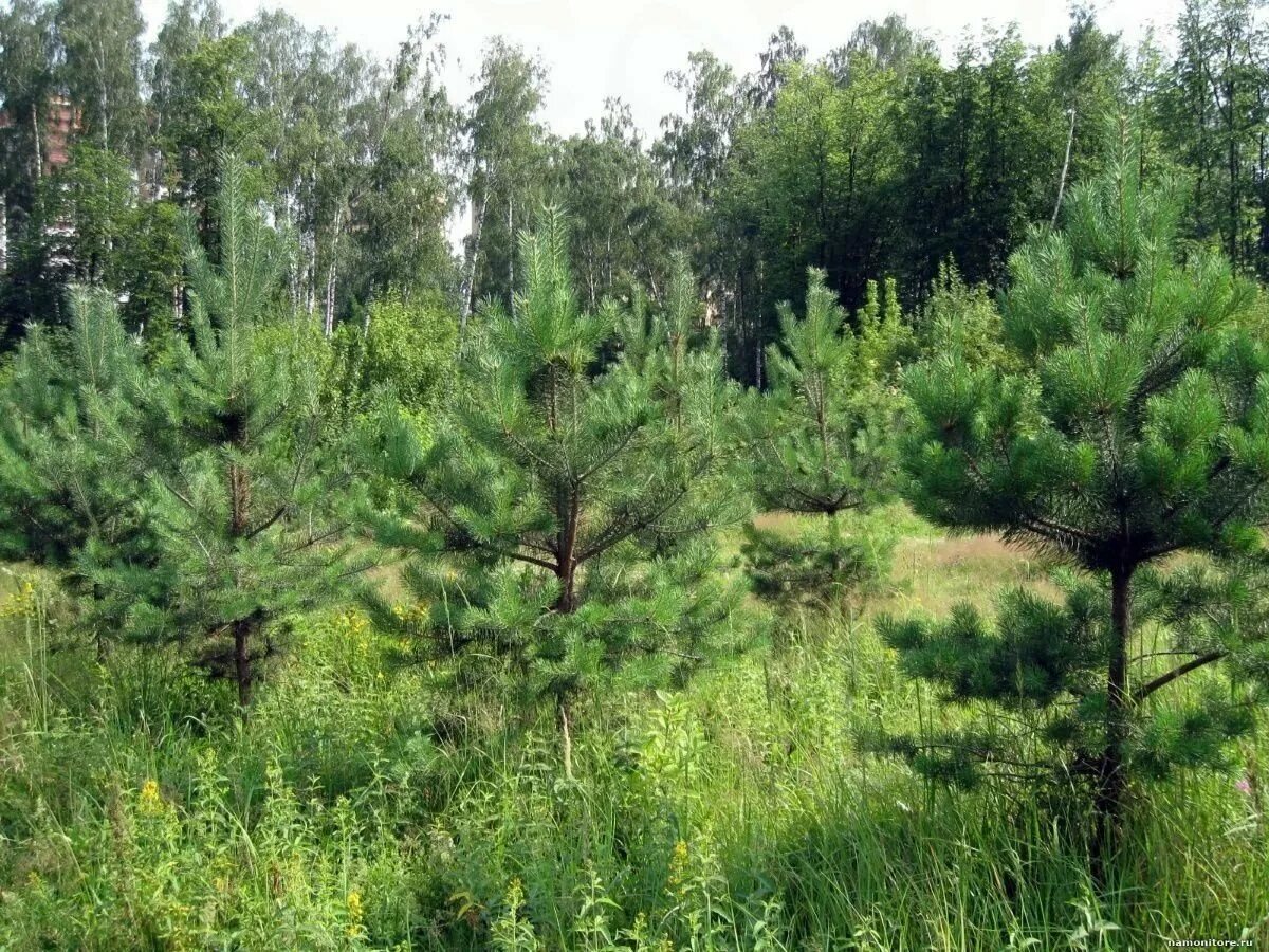 лесная поляна сосновый бор. сосна обыкновенная pinus sylvestris l. лес молодые сосны. сосновый вертун сосны обыкновенной. сосновый лес саратовская область.