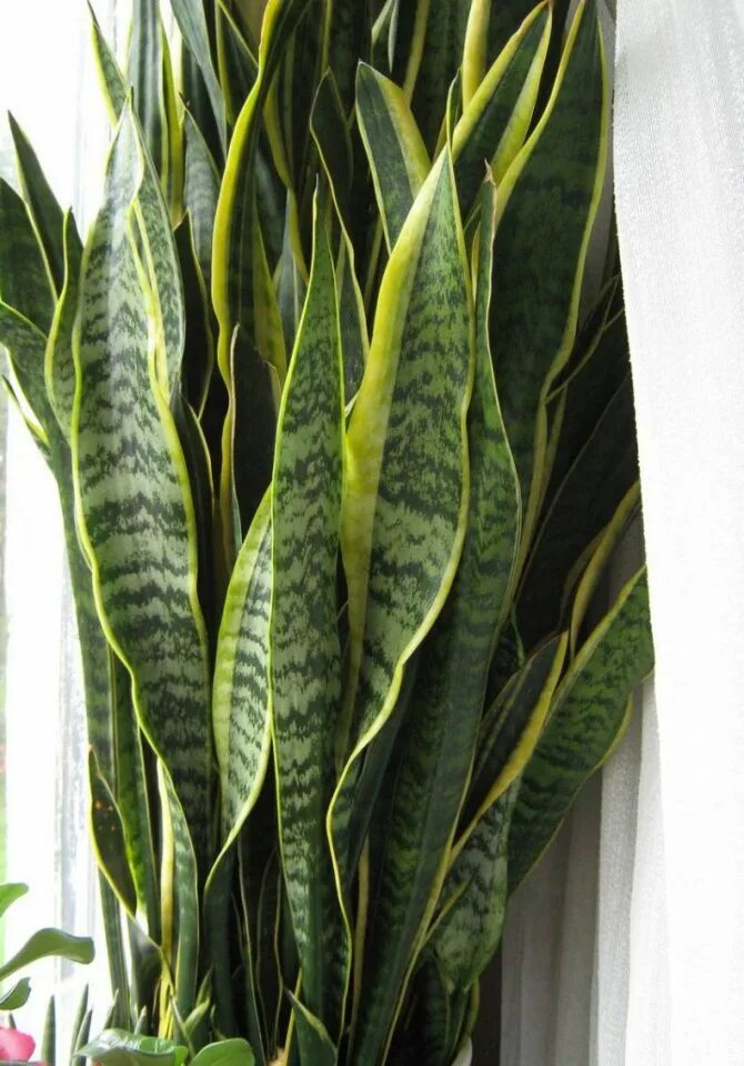 сансевиерия лауренти сильвер. сансевиерия трехполосная. сансевиерия лауренсия. сансевиерия ханни блэк голд. щучий лист.