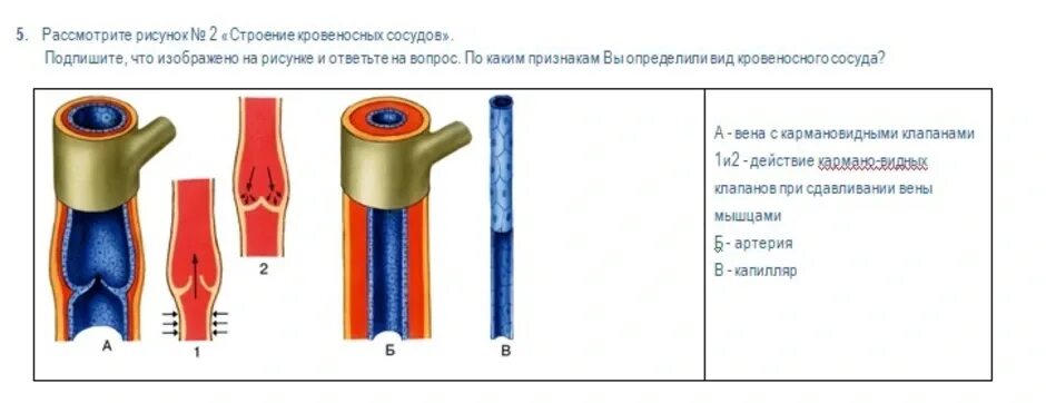 Какой сосуд называется. Строение кровеносных сосудов анатомия. Строение вен кровеносные сосуды. Строение кровеносных сосудов Вена. Сосуды артерии вены капилляры.