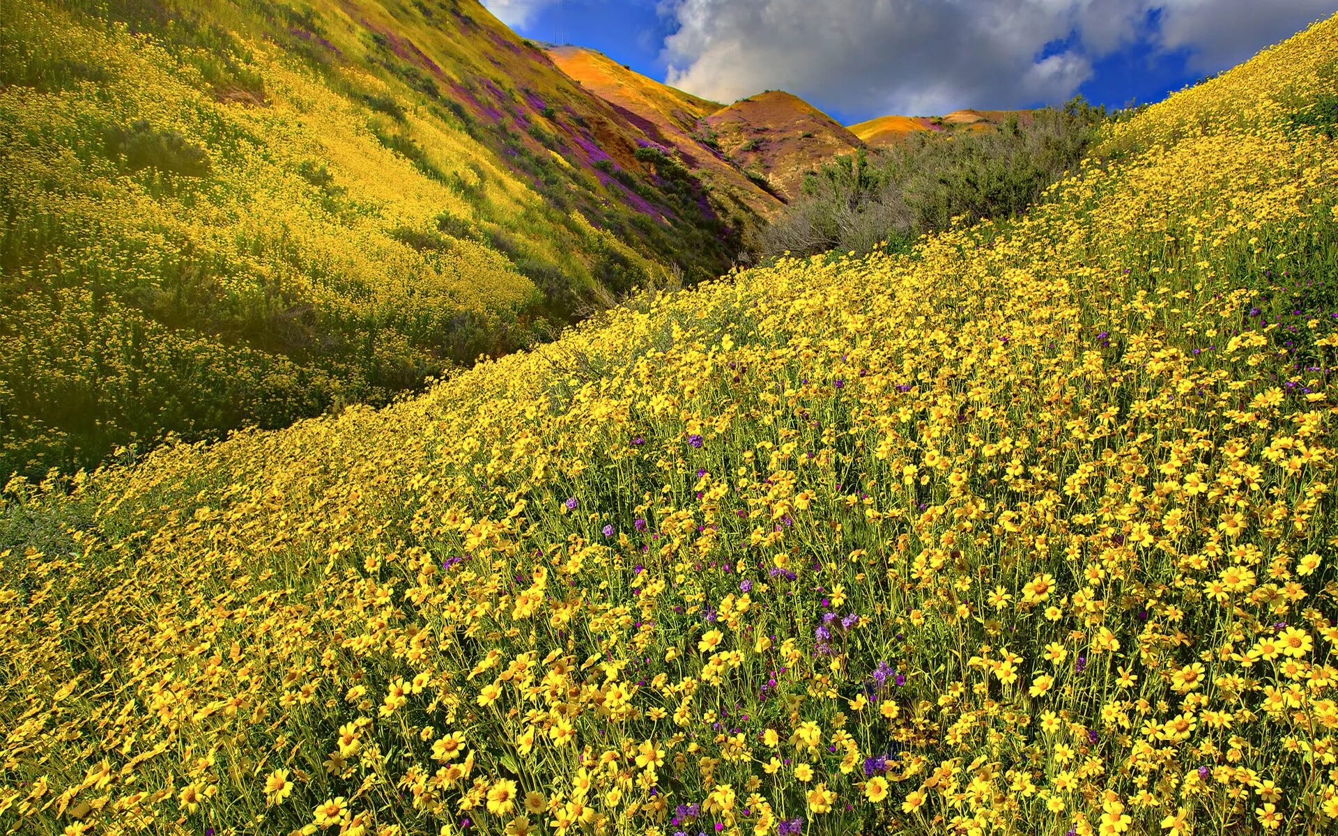 Honey meadow. Горный Алтай разнотравье Долина. Поля разнотравье Алтая. Альпийские Луга Алтая. Горный Алтай разнотравье Долина Чарыш.