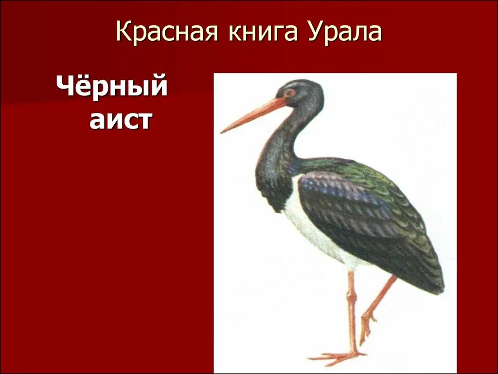 Красная книга россии свердловская область. Птицы Южного Урала занесенные в красную книгу России. Черный Аист красная книга Свердловской области. Красная книга Челябинской области животные и растения черный Аист. Черный Аист красная книга Челябинской области.