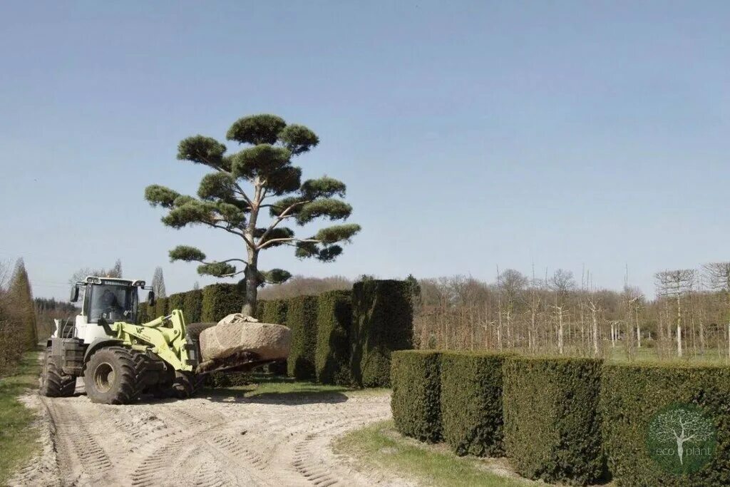 Питомник растений. Питомники растений осиновая роща. Питомник растений северный сад. Питомники растений осиновая роща. Питомник грин шоп растений климовск.