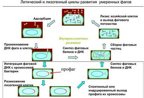 Литический цикл бактериофага