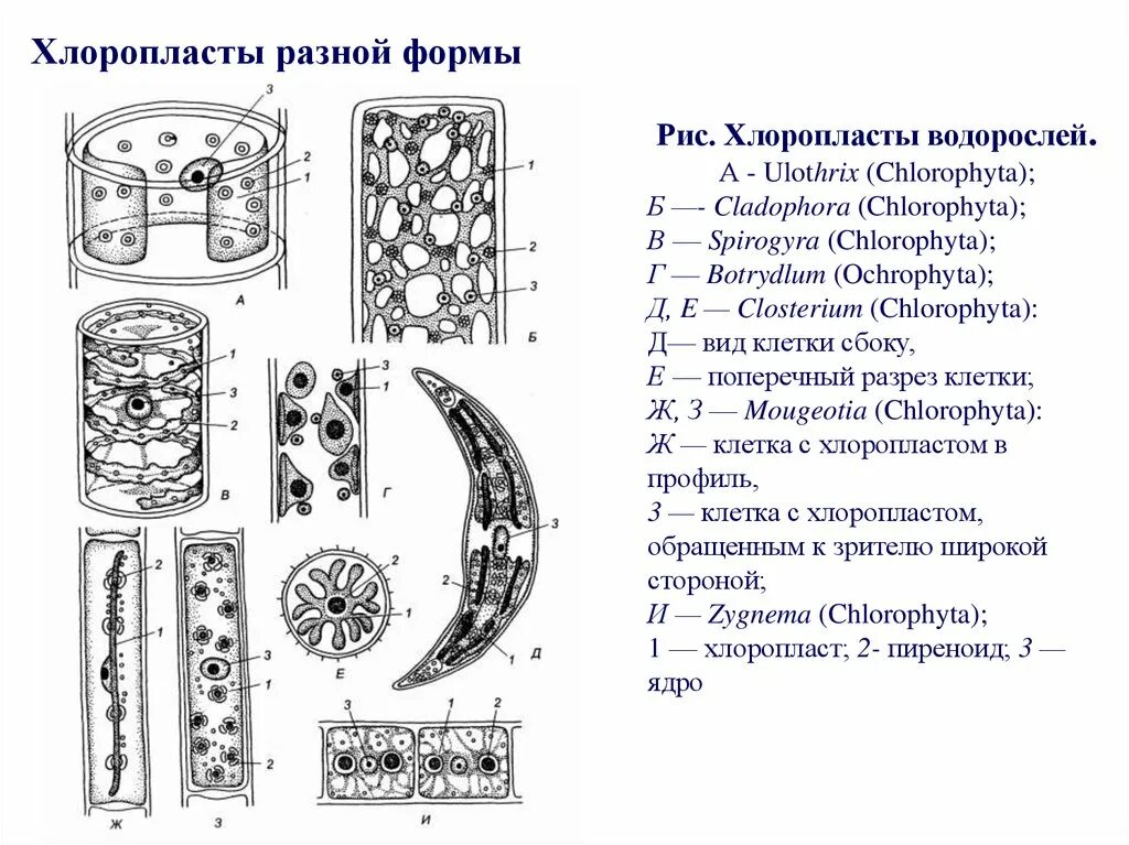 Хлоропласты у водорослей. Клостериум строение. Строение хлоропластов водорослей. Клостериум хроматофор. Хлоропласты ламинарии.