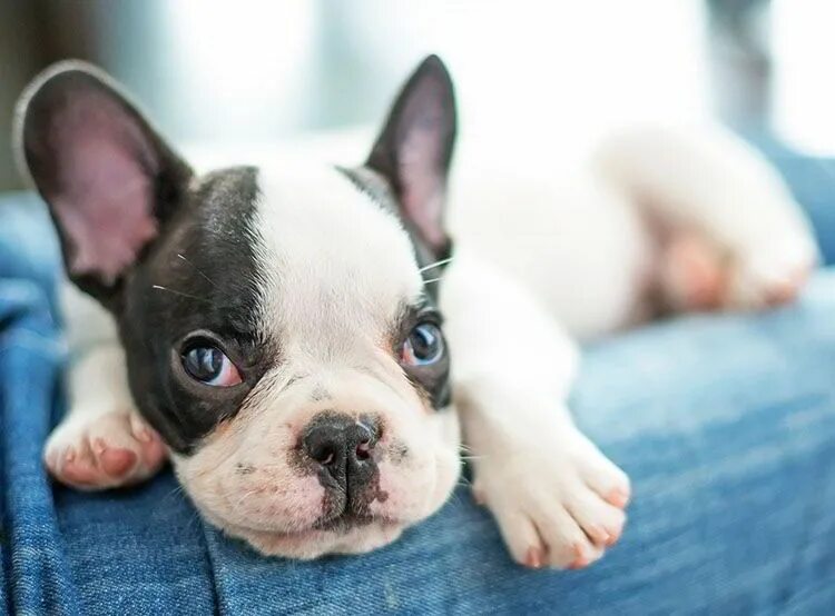Blue Fawn French Bulldog Hotsell www.ulthera.ru