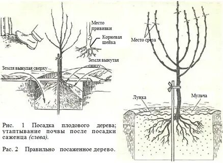 Когда можно сажать деревья весной