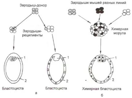 Бластомеры клетки зародыша