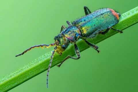 Животные жучка