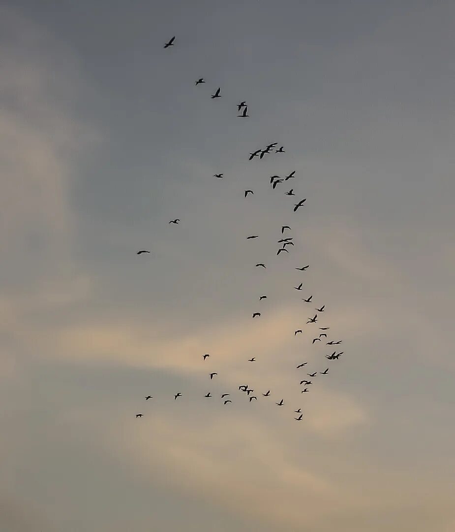 Клин птиц. Природа птицы летящие клином. Летит по небу. Летят клином.