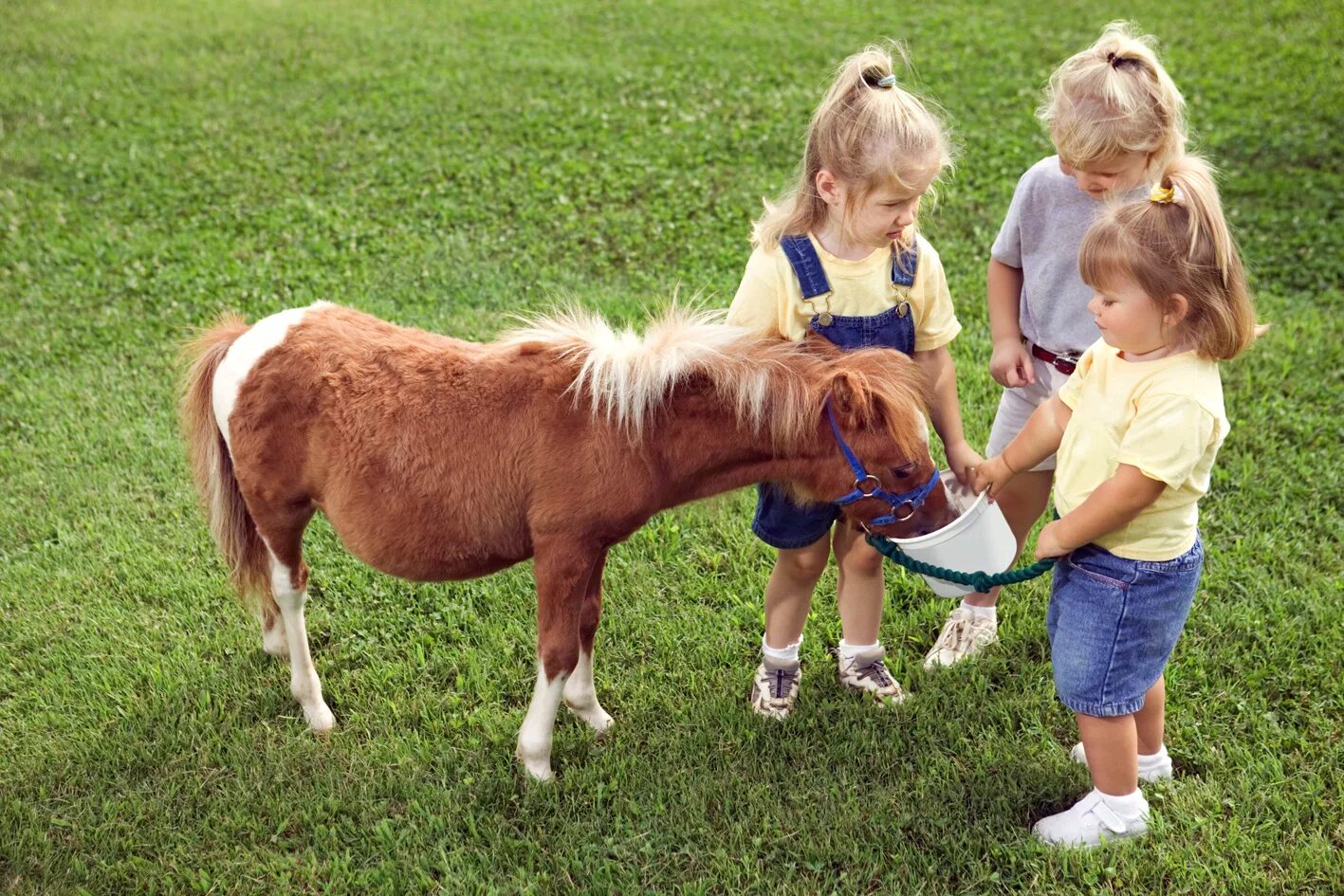 Horse kids. Фалабелла пегая. Пони Фалабелла. Лошадка Фалабелла. Литтл Пампкин лошадь.