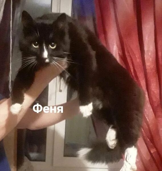 Феня е. Fenya кот. феня кот черный. котёнок феня. про кота феню.