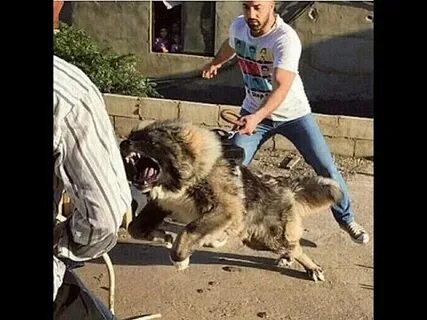 Опасна ли собака для человека