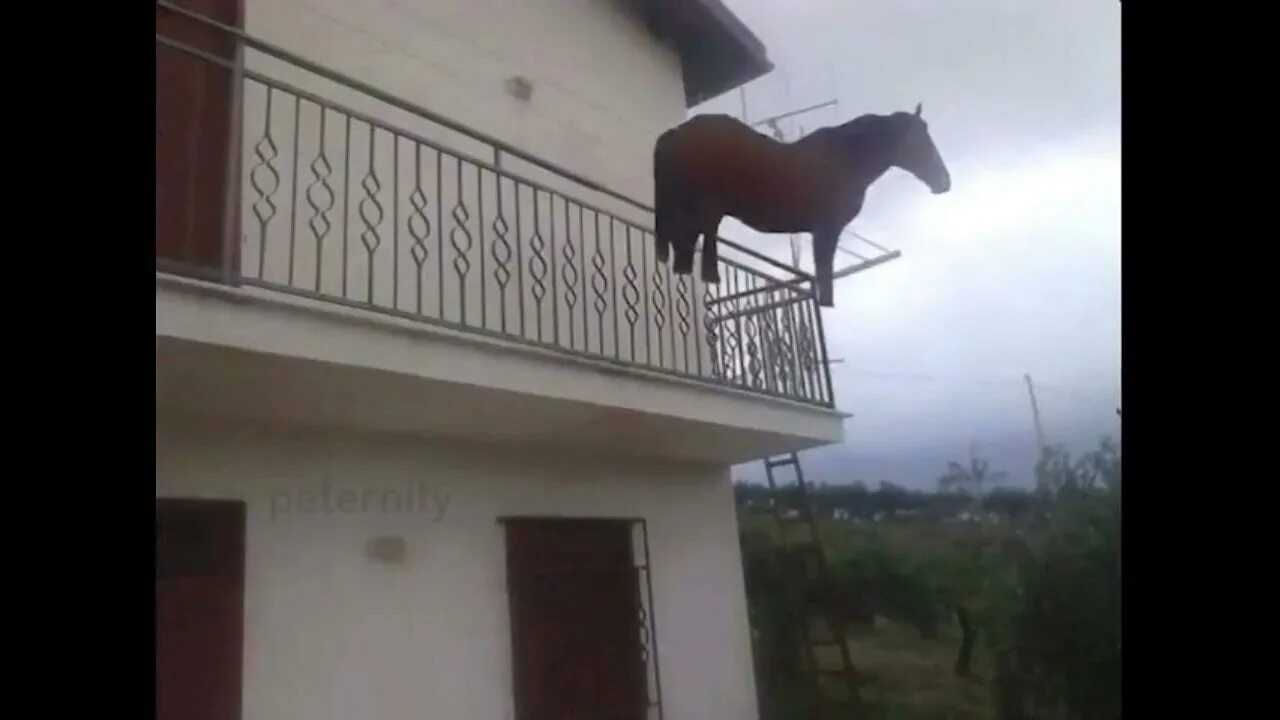 Конь на балконе. Лошадь на балконе мем. конь на балконе фото. juan horse.