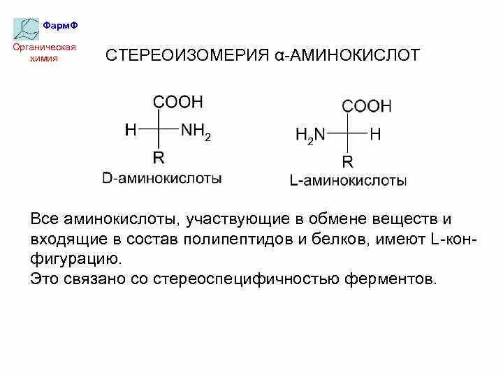 Е обеспечивается взаимодействием радикалов аминокислот. Е обеспечивается взаимодействием радикалов аминокислот