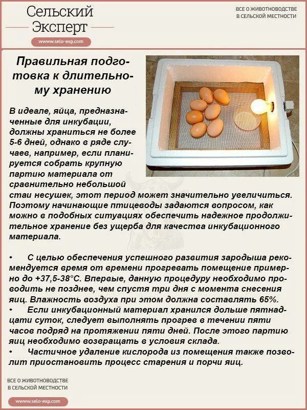Укладка яиц в инкубатор. Мытое яйцо. Чем обработать инкубатор перед закладкой яиц. Чем обработать инкубатор перед закладкой яиц. Закладка яиц в инкубатор ово 78.