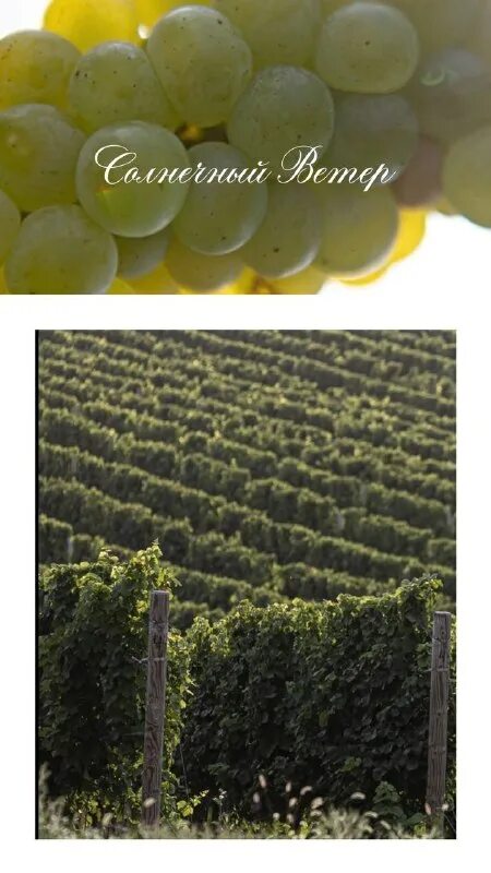 вино солнечный ветер дивноморское. винодельня усадьба дивноморское, село дивноморское. вино chardonnay усадьба дивноморское. вино усадьба дивноморское мерло. вино chardonnay усадьба дивноморское.