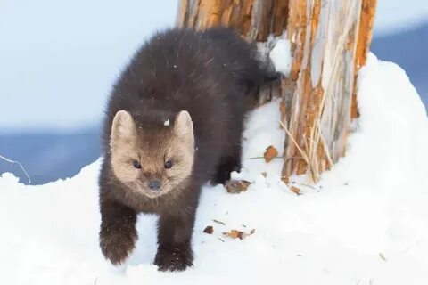 Животное грызун с ценным мехом