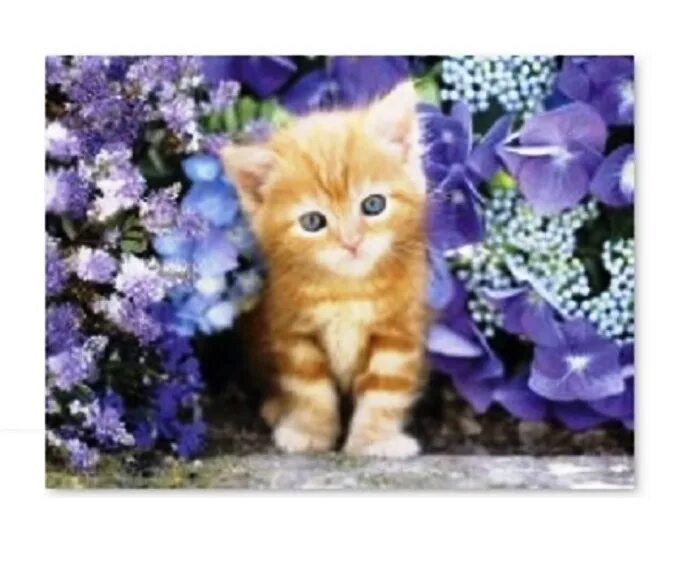 рыжий кот 31 зоомагазин. рыжий котенок девочка. рыжий кот белгород. рыжий кот 31 зоомагазин. тучково рыжий кот.