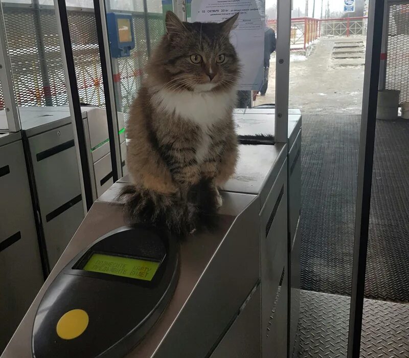 Кот железная дорога. Кот в поезде. Кот на вокзале. Кот контролер. Кот на железной дороге.