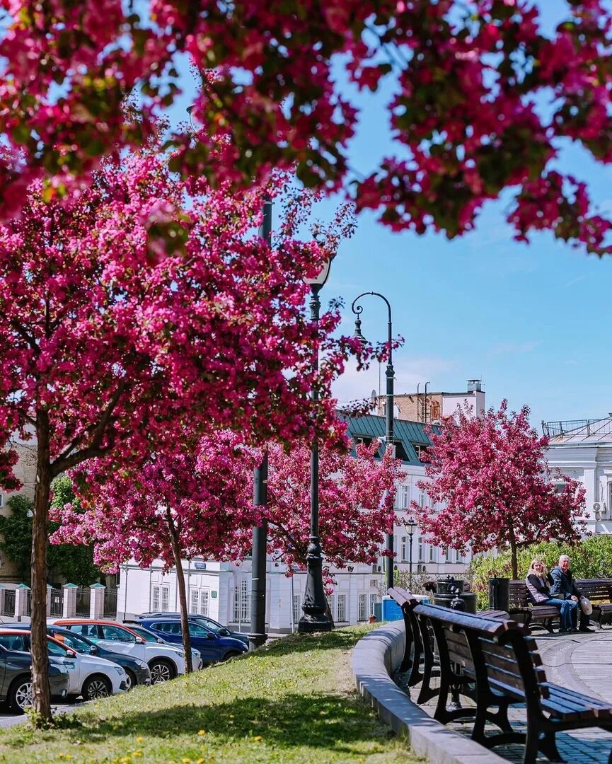 Москва сейчас деревья. Москва весной. Цветущая Москва весной. Цветущие яблони у большого театра.