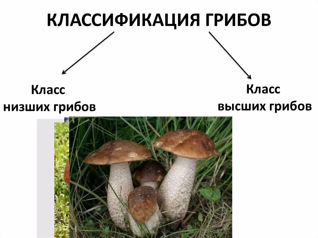 Название низших грибов. Царство грибов классификация. Высшие и низшие грибы. Классификация опят. Классы низших грибов.