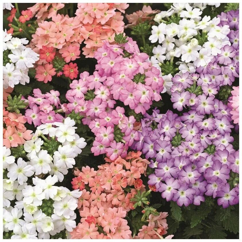 Pin by FATMA on ÇİÇEKLER Flowers, Plants, Planting flowers
