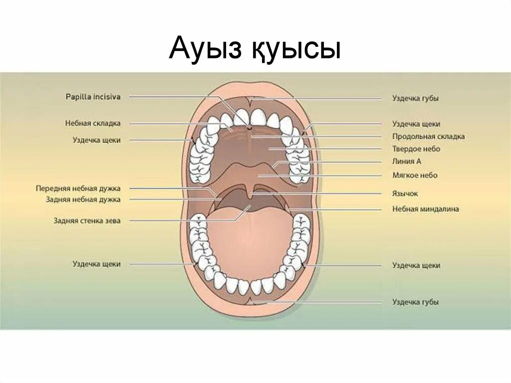 Строение ротовой полости альвеолы. Анатомия полости рта и зубов. Ш 1 рты