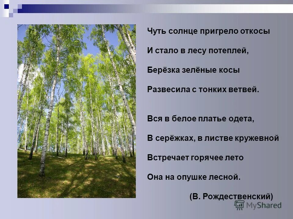 Слушать стихотворение березы. Стихотворение береза. Стих берёза Рождественский.