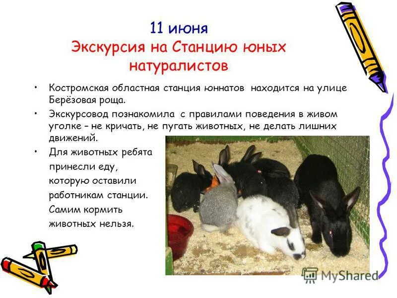 Сколько юннатов координаторов в движении первых. Правила поведения в живом уголке. презентация станции юннатов. правила юного натуралиста. правила поведения с животными живого уголка.