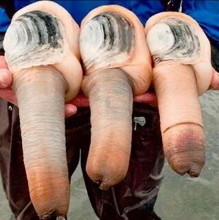 Have just found out about Geoduck Clams. 