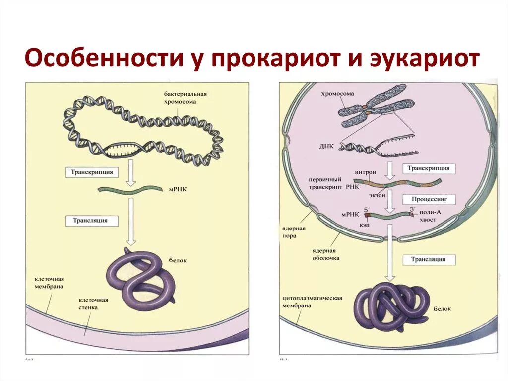 Прокариоты кольцевая днк. Линейная структура ДНК У эукариот. Строение хромосомы эукариотической клетки. Структура хромосомы эукариот. Структура прокариотической клетки.