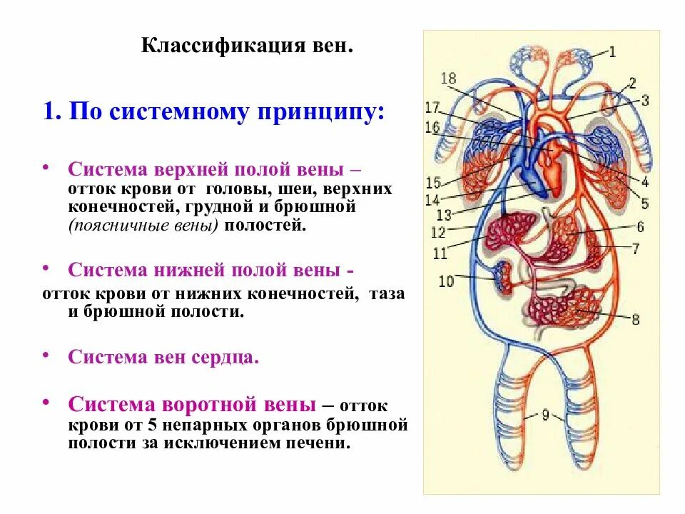 Система нижней полой вены области оттока крови. Верхняя полая Вена области оттока крови. Схема системы верхней и нижней полых вен. Верхняя полая Вена собирает кровь. Сосуд собирающий кровь от органов брюшной полости