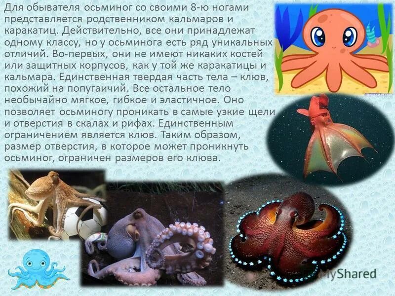 Сообщение об обитателях морей и океанов. Биология 7 класс. Осьминог какой класс животных. Морские животные описание. Морские животные описание.