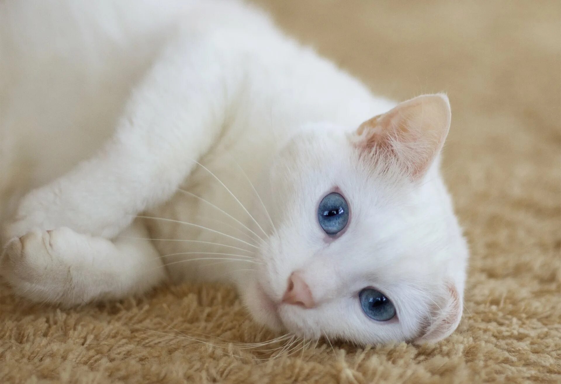 Белые кошечки картинки. Као мани. Khao Manee котята. Као мани порода кошек. Као мани кошка с голубыми глазами.
